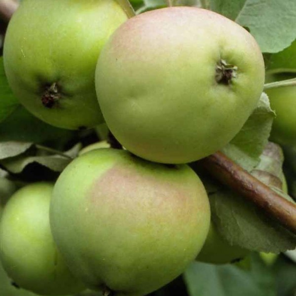 Синап орловский1 image Синап орловский1 Яблоня: Синап орловский